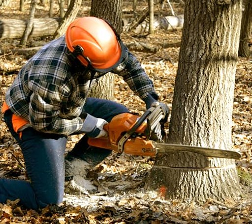 Tree Removal in Quinn, SD